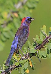 Varied Bunting